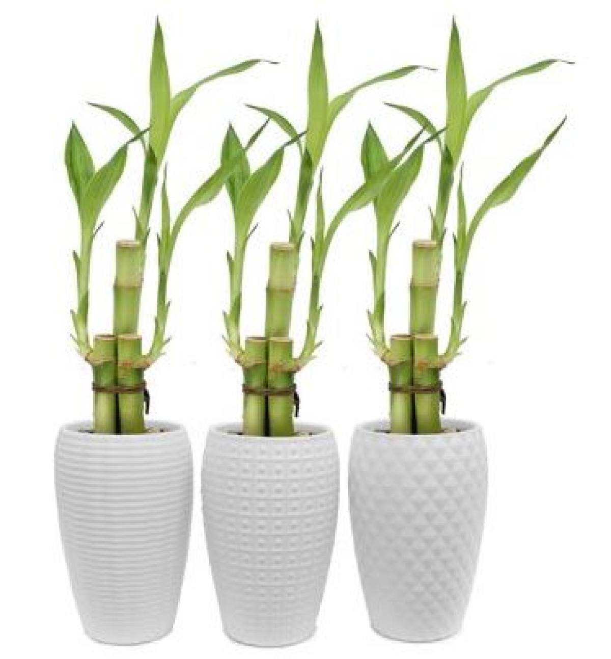 slide 1 of 1, PFL 3 stem bamboo white ceramic, 1 ct
