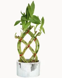 Disco Bamboo Planter 8 Stem Trellis