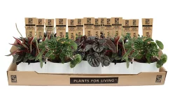 Peperomia White Ceramic