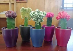 Colorful grafted cactus Ceramic Pots