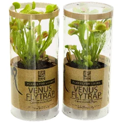 Venus Fly Trap 3"