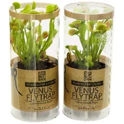 Venus Fly Trap 3"
