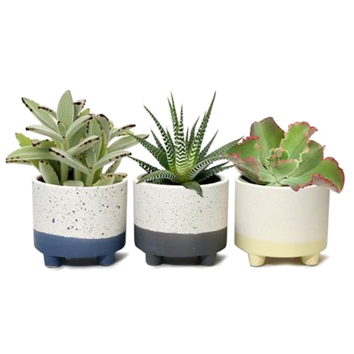 slide 1 of 1, Succulent Plant in Footed Ceramic Container with Splatter Design, 4 in