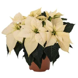 Poinsettia White - 6 In