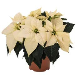 Poinsettia White - 6 In