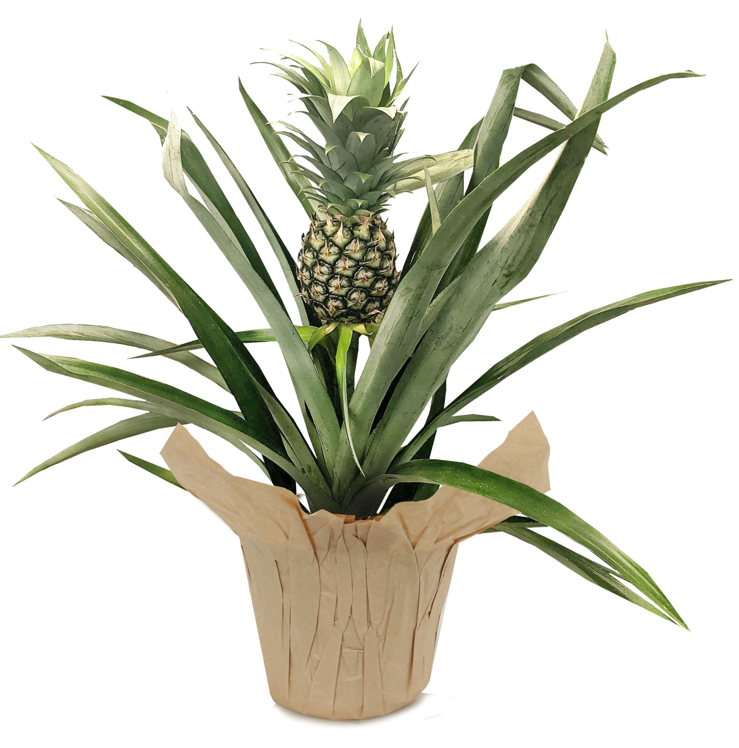 slide 1 of 1, Pineapple Plant, Terra Cotta Look 6" Planter, 6 in