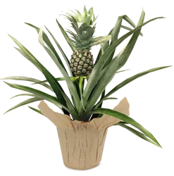 Pineapple Plant, Terra Cotta Look 6" Planter