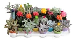 Cactus, Assorted Rainbow Flowering, 2.5" pot