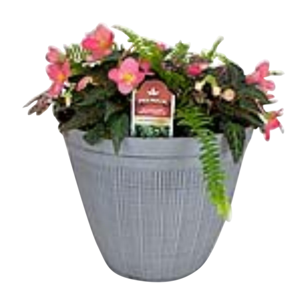 slide 1 of 1, Begonia Fern Planter 12In, 1 ct
