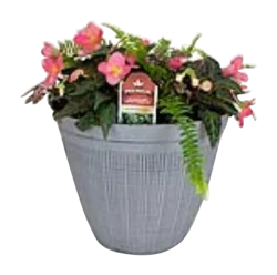 Begonia Fern Planter 12In