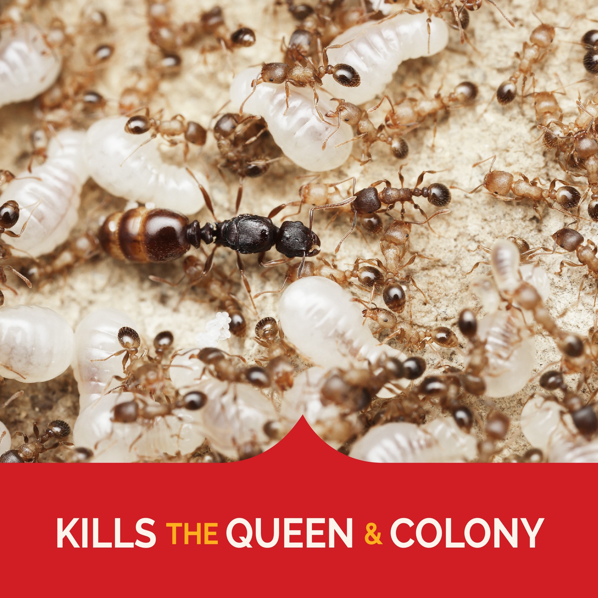 slide 3 of 6, Hot Shot MaxAttrax 4 -Count Ant bait 4 -Pack, 1 ct