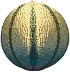 Fresh Charentais Melon