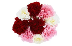 Dierbergs Flowers & Gifts Carnation Delights Bouquet