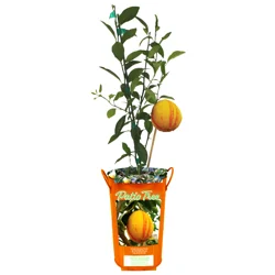 Citrus Variegated Minneola Tangelo