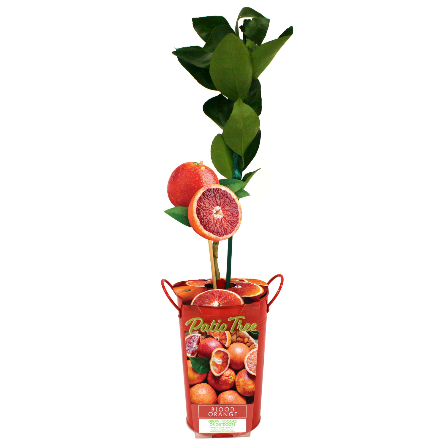 slide 1 of 1, Van Zyverden Citrus Blood Orange PBS, 1 ct