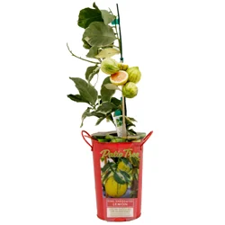 Citrus Pink Variegated Lemon