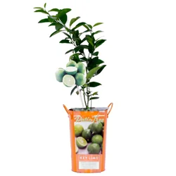 Citrus Lime Key Lime