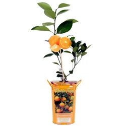 Citrus Calamondin