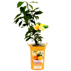 Citrus Specialty Lemon