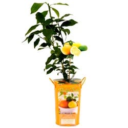 Citrus Specialty Lemon