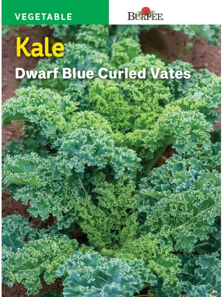 slide 1 of 1, Burpee Dwarf Blue Curled Vates Kale Seeds - Blue, 1 ct