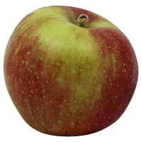 Apples Macoun
