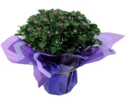 Heather - 4 In