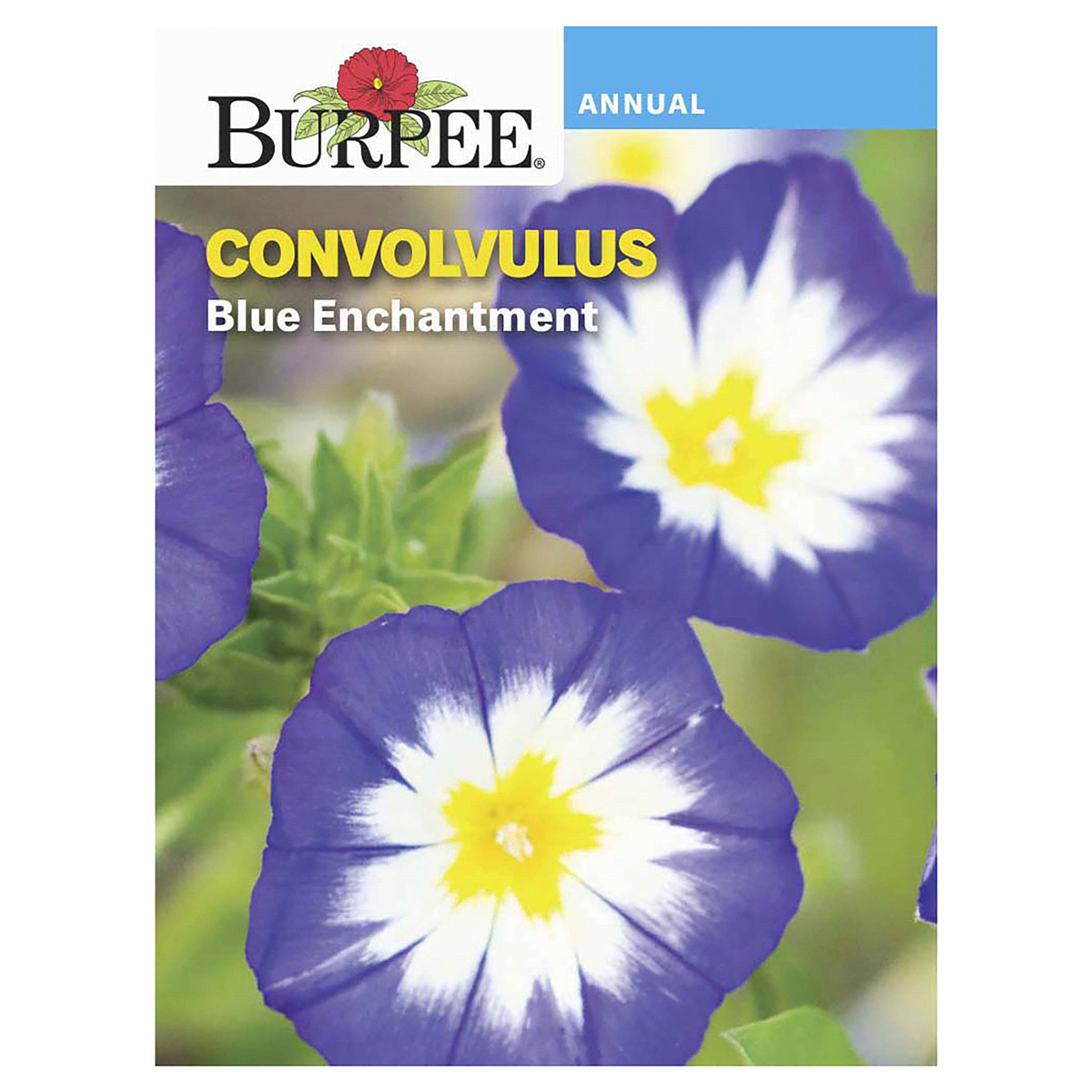 slide 1 of 5, Burpee Convolvulus Blue Enchantment Seeds - Blue, 1 ct