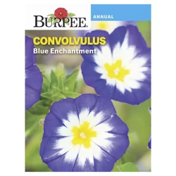 Burpee Blue Enchantment Convolvulus Seeds - Blue