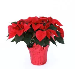 N G Heimos Greenhouses Red Poinsettia