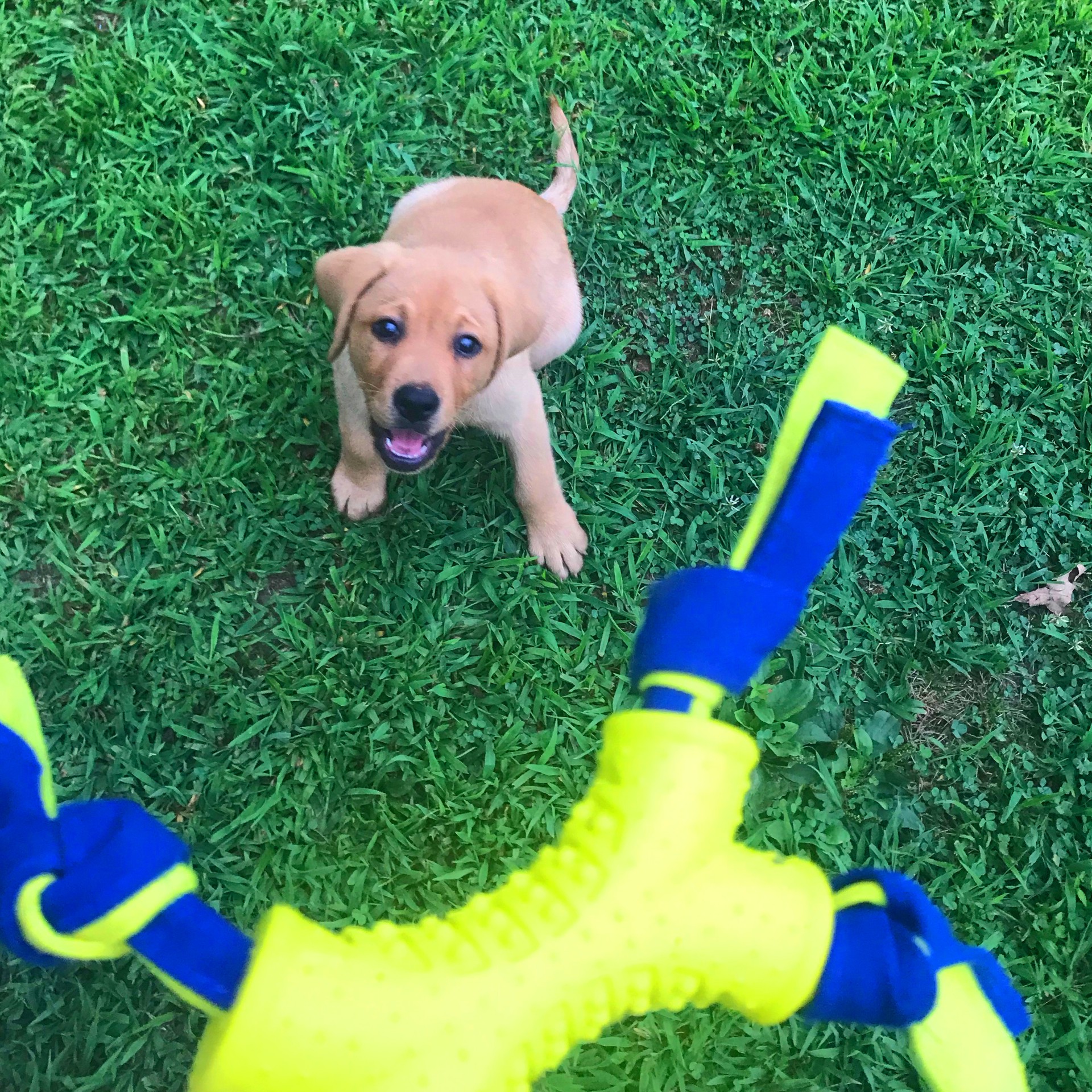 slide 7 of 10, Nylabone Power Play Interactive Dog Toy Shake-a-Toss Small/Regular - Up to 25 Ibs.(1 Count), SM