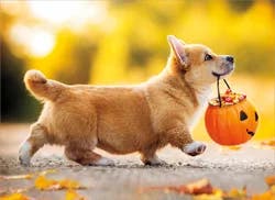 Avanti Halloween Corgi Carrying Pumpkin Card