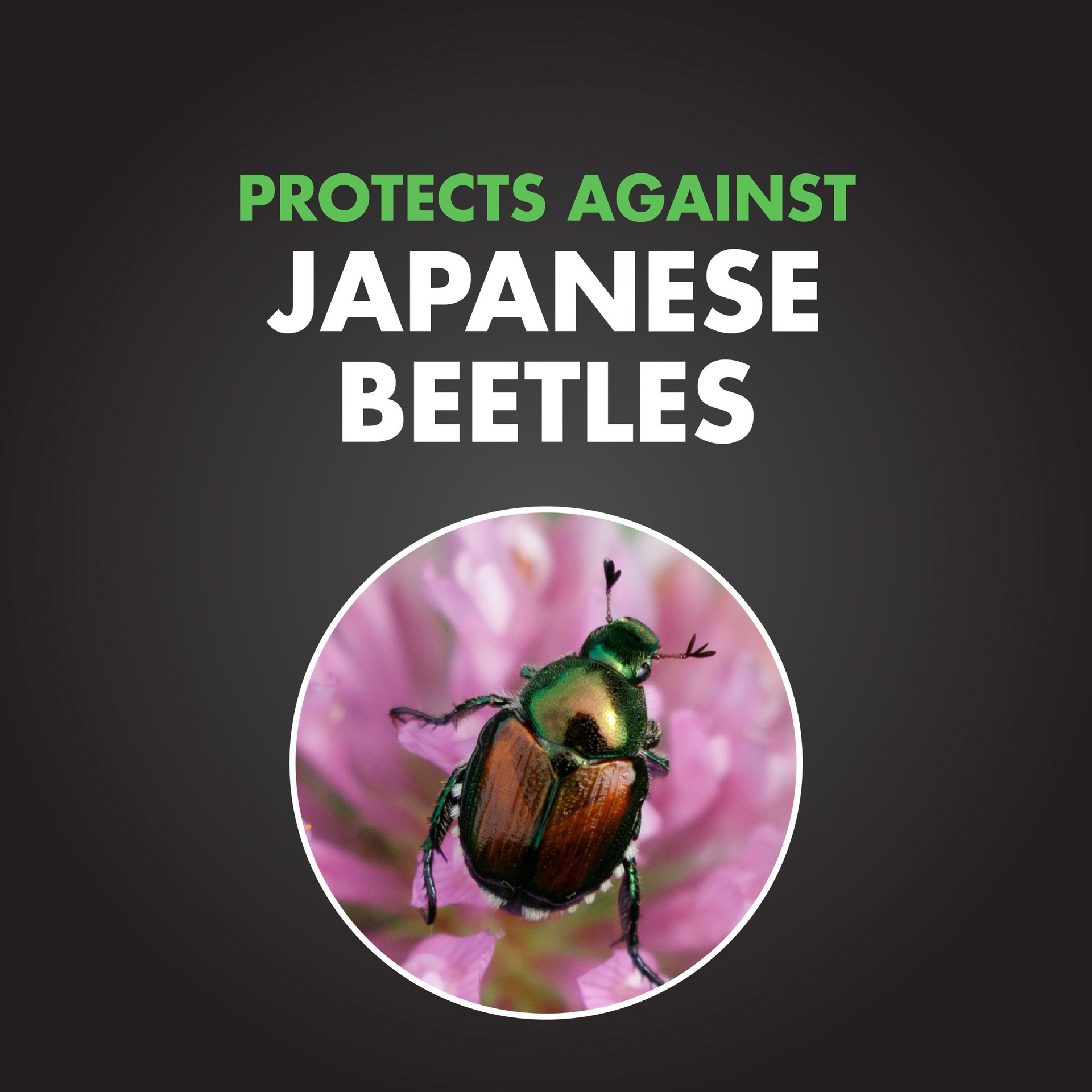 slide 6 of 6, Spectracide Bag-A-Bug Kwik Stand for Japanese Beetle Outdoor Insect trap, 1 ct