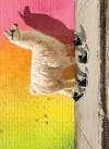 Avanti Card Graduation Cool Llama