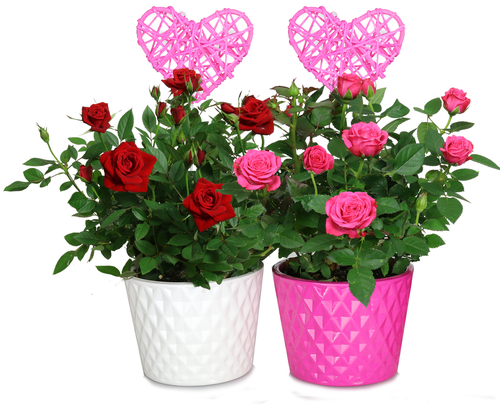 slide 1 of 1, Roses in Diamonds Pot with Heartpick, 4 in