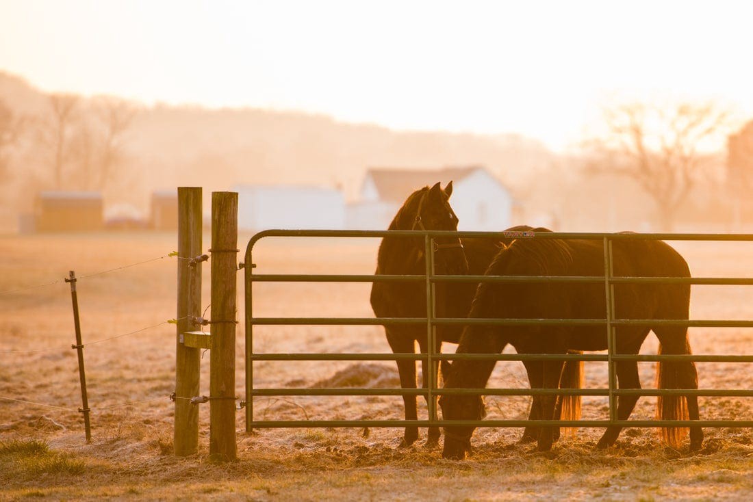 slide 2 of 6, Tarter 4-ft H x 6-ft W Red e-coat Steel Farm Standard Gate Fence gate, 1 ct