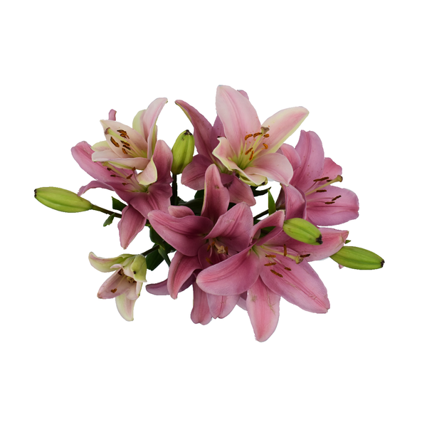 slide 1 of 1, D.I.Y. Summer Pink LA Hybrid Lilies, 1 ct
