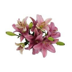 D.I.Y. Summer Pink LA Hybrid Lilies