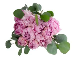 Enhanced Peony, 1 ct