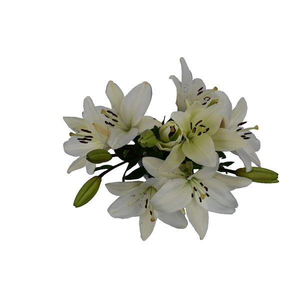 slide 1 of 1, D.I.Y. Winter White LA Hybrid Lilies, 1 ct