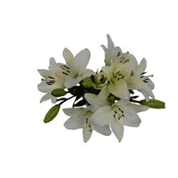 D.I.Y. Winter White LA Hybrid Lilies