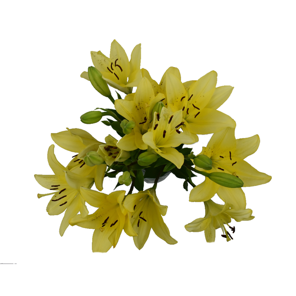 slide 1 of 1, D.I.Y. Spring Yellow LA Hybrid Lilies, 1 ct