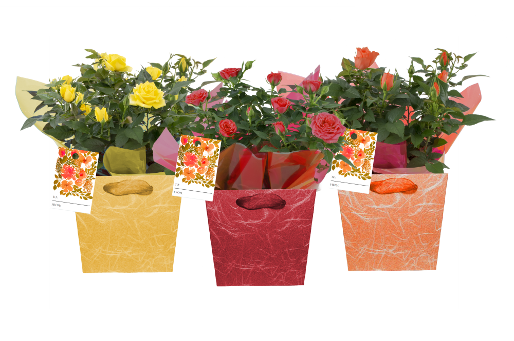 slide 1 of 1, Miniature Roses in Gift Bag With Grandparents Day Tag, 6 in