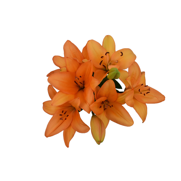 slide 1 of 1, D.I.Y. Fall Orange LA Hybrid Lilies, 1 ct