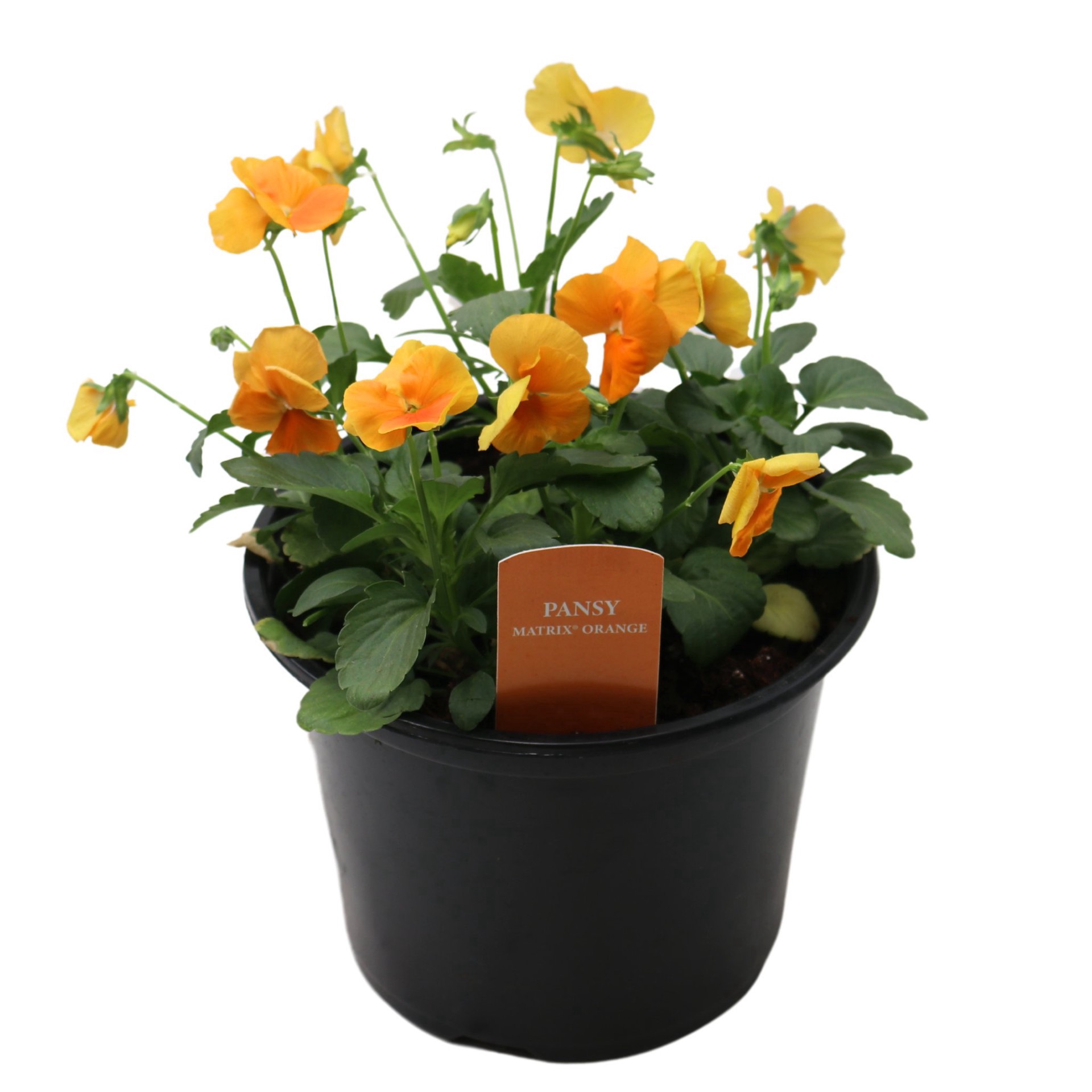 slide 1 of 1, Spring Creek Growers Pansy - Matrix Orange, 8 ft