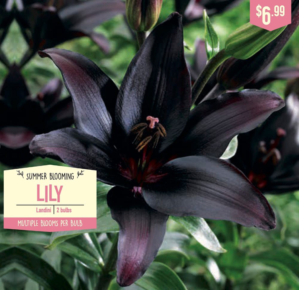 slide 1 of 1, Garden State Bulb Summer Blooming Lily - Landini, 2 ct