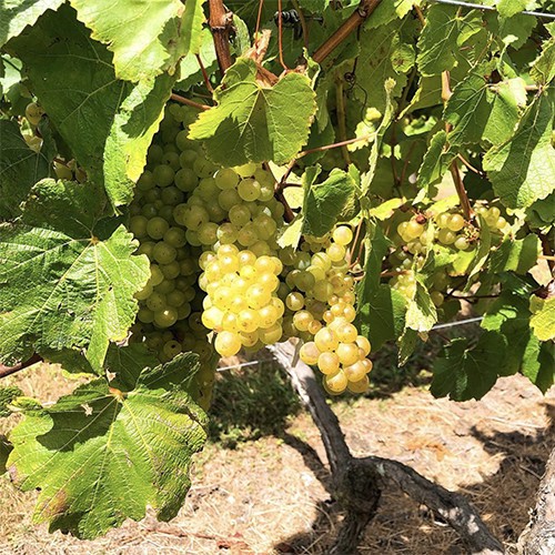 slide 2 of 10, Kumeu Village Chardonnay 750 ml, 750 ml