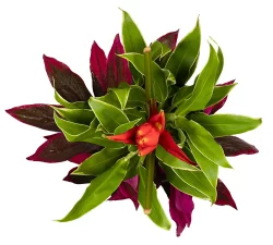 Cold Resistant Tropical Ecb Bouquet