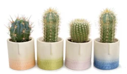 Assorted Cactus Ombre Ceramic - 2 inch