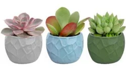 Assorted Succulent Abstract Ceramic - 3 in